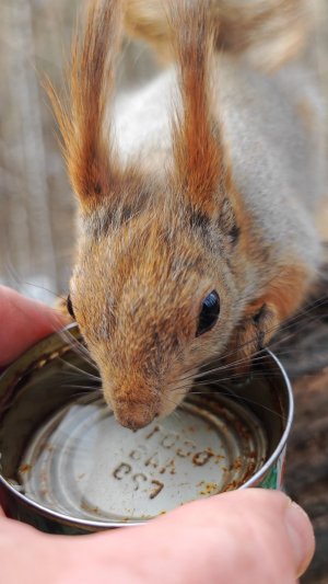 Напоил белку