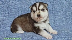 Предлагаем голубоглазую, черно-белую девочку щенка хаски, родилась 6 марта 2026 года