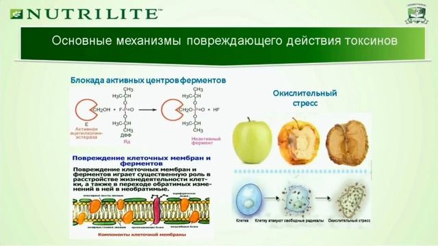 5 часть. Многие токсические продукты встраиваются в белок ферментов смотреть онлайн