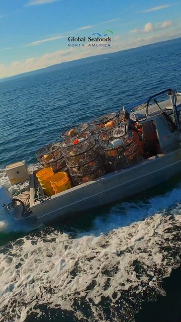 Коммерческий сезон добычи краба Dungeness в Пьюджет-Саунд — лодки активно работают, поднимают ловушк