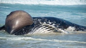 Горбатый кит повторно застрял на мелководье в Балтийском море