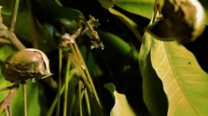 История Амазонки