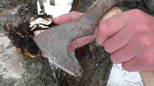 УШЁЛ В ЛЕС ЗА ЦЕННЫМ ГРИБОМ! Берёзовый сок новым способом ПРОВЕРИЛ КАК ТАМ ЗЕМЛЯНКА