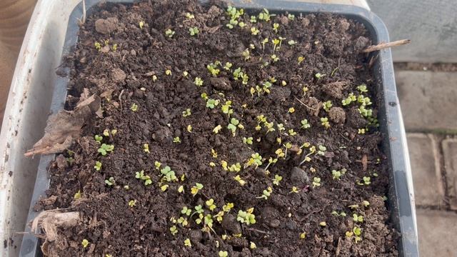 Изменения в теплице за неделю.