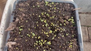 Изменения в теплице за неделю.