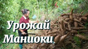 Сбор урожая маниоки, переработка, сушка и консервирование