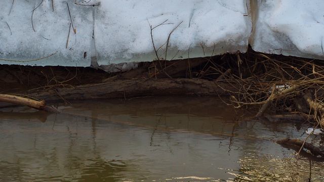 Дневник натуралиста: наблюдение за  природой в средней полосе России Март 2026г