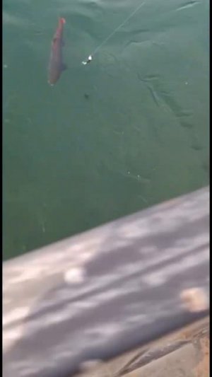 Попался Таймешонок в черте города