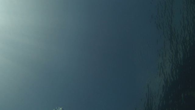 дайвинг в архипо осиповке 2024