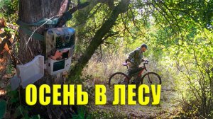 Гон у ЛОСЕЙ В лес пришла ОСЕНЬ Проверка ФОТОЛОВУШЕК