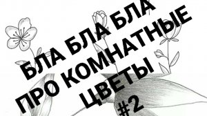 Разговор про домашние цветы ч2