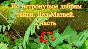 По нетронутым дебрям тайги. Дед Матвей