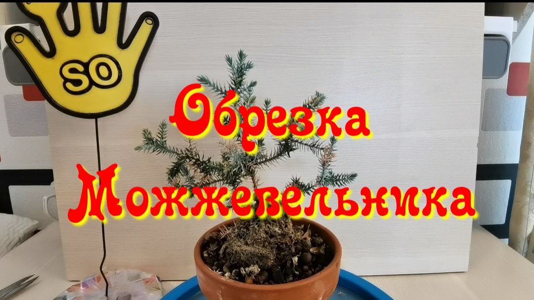 Обрека Можжевельника