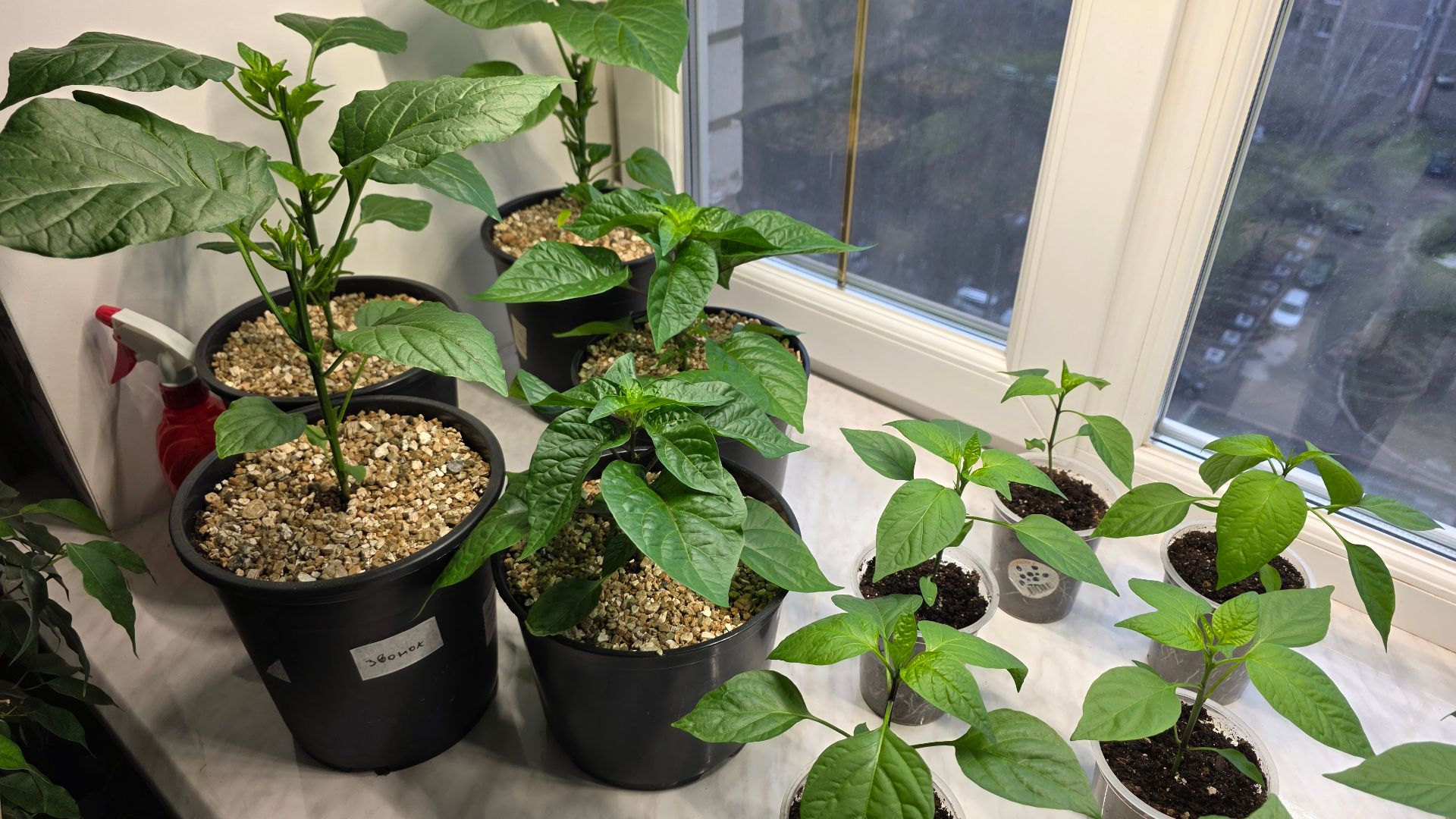 ОБЗОР РАССАДЫ 28 МАРТА 2026. ЧТО С БАКЛАЖАНАМИ?