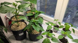 ОБЗОР РАССАДЫ 28 МАРТА 2026. ЧТО С БАКЛАЖАНАМИ?