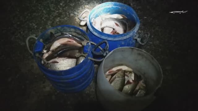 ПОЛНЫЕ СЕТИ РЫБЫ, РЫБАЛКА СПЛАВНОЙ СЕТЬЮ