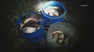 ПОЛНЫЕ СЕТИ РЫБЫ, РЫБАЛКА СПЛАВНОЙ СЕТЬЮ