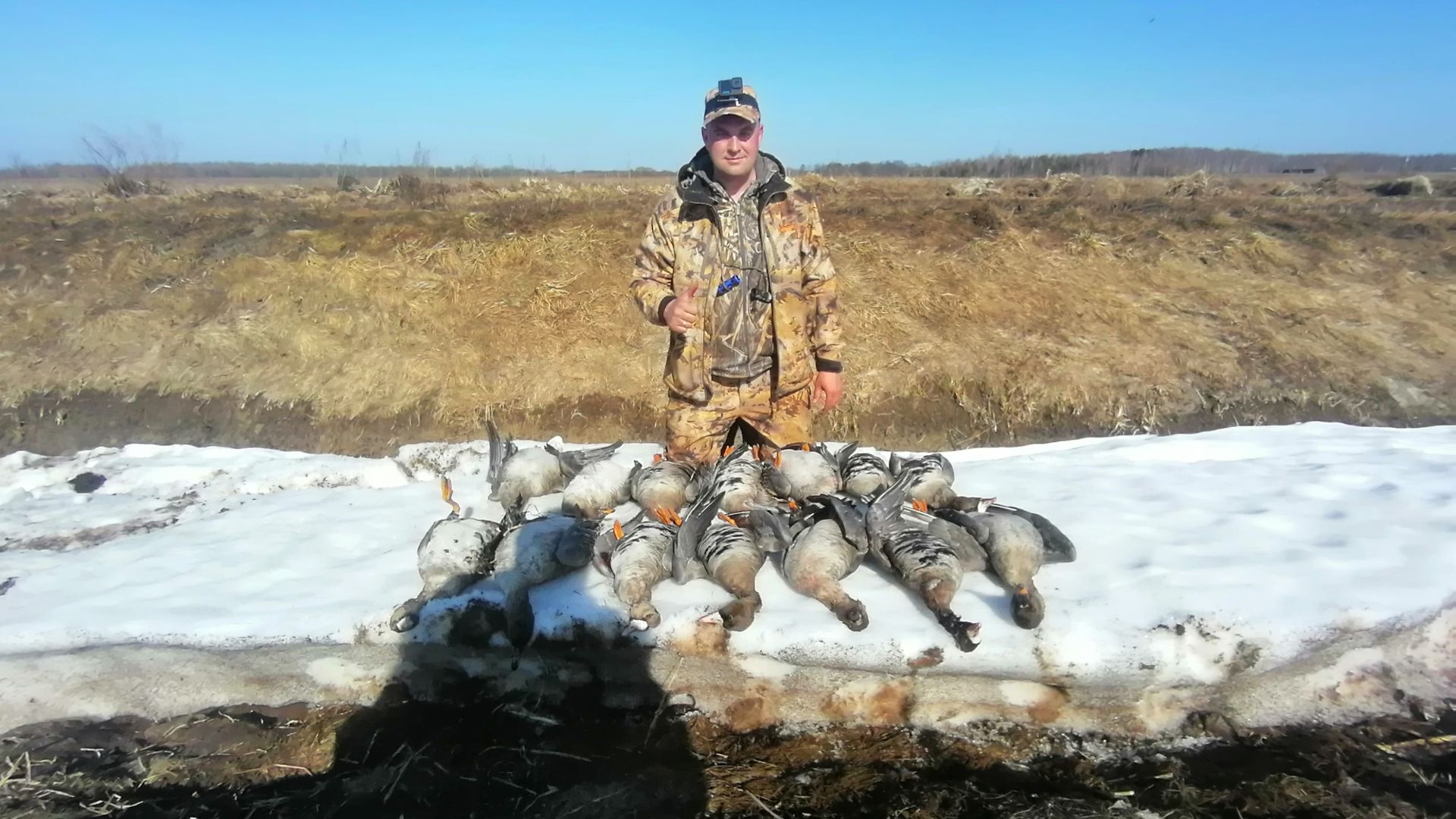 Открытие охоты на гуся 2026. Гусь 2026. Охота на гуся в Беларуси
