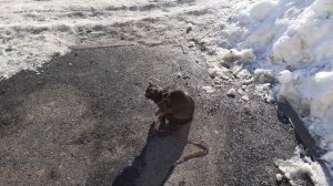 Не выдержал котик.