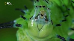 📸 Удивительные насекомые