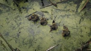 Снайперы-43 (2025) — Трейлер — Кинопоиск