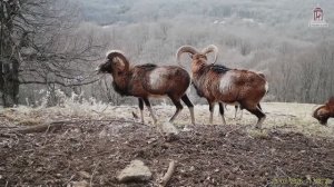 Муфлоны. Кадры с фотоловушки
