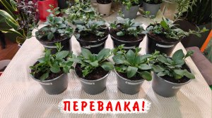 Перевалка, пересадка ампельных петуний в больший объем! Когда и как делать?