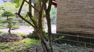 Плоды у храма в саду!