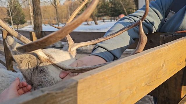 Кормим с рук Северного Оленя и Ламусходили на животных ферму на ВДНХ в Москве.