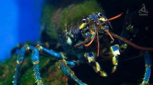 выход из воды на сушу