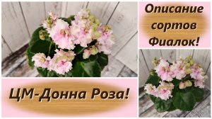 Описание сортов Фиалок! ЦМ-Донна Роза!