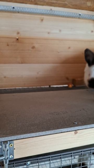 Мы завели кроликов #кролик #кролики #кролики_разведение #кролики_содержание #кроликикурыутки