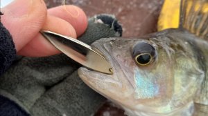 Игра ""Желобка"" в баке