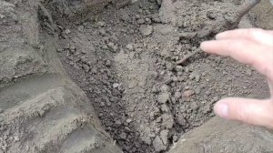 26-27 марта Приехали новые саженцы