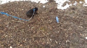 Мимо соседнего дома.