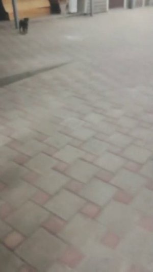 Собачка наша