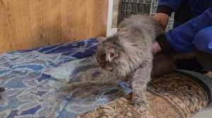 Кот к лисятам