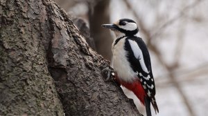 Немного про дятла-девочку