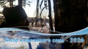 Сбор березового сока - 2026