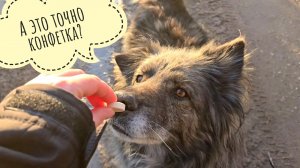 Выселяем рыбов на улицу. Пёс Кубик доедает последний снег, а собака Радик получил гостинец таблетку