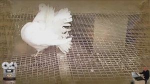 «Голуби целуются на крыше»  Sergey Golos Drugogo