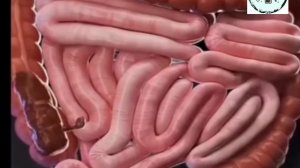 О 36 ГОЛОДАНИИ ДЛЯ АКТИВАЦИИ СТВОЛОВЫХ КЛЕТОК