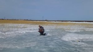 Весенний карась радует, своими поклёвками!