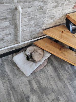 просто причина четыре