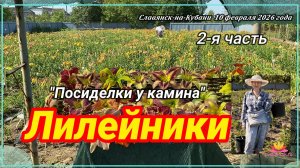 ЛИЛЕЙНИКИ 2 часть. Посиделки у камина от 10 февраля 2026/ Сад Ворошиловой