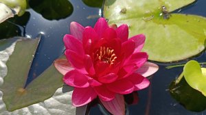 Как перезимовали мои нимфеи в этом сезоне #нимфеи #цветы #растения #растениядляпруда #водянаялилия