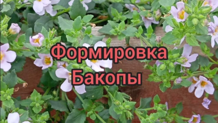 КАК СФОРМИРОВАТЬ БАКОПУ 🌺