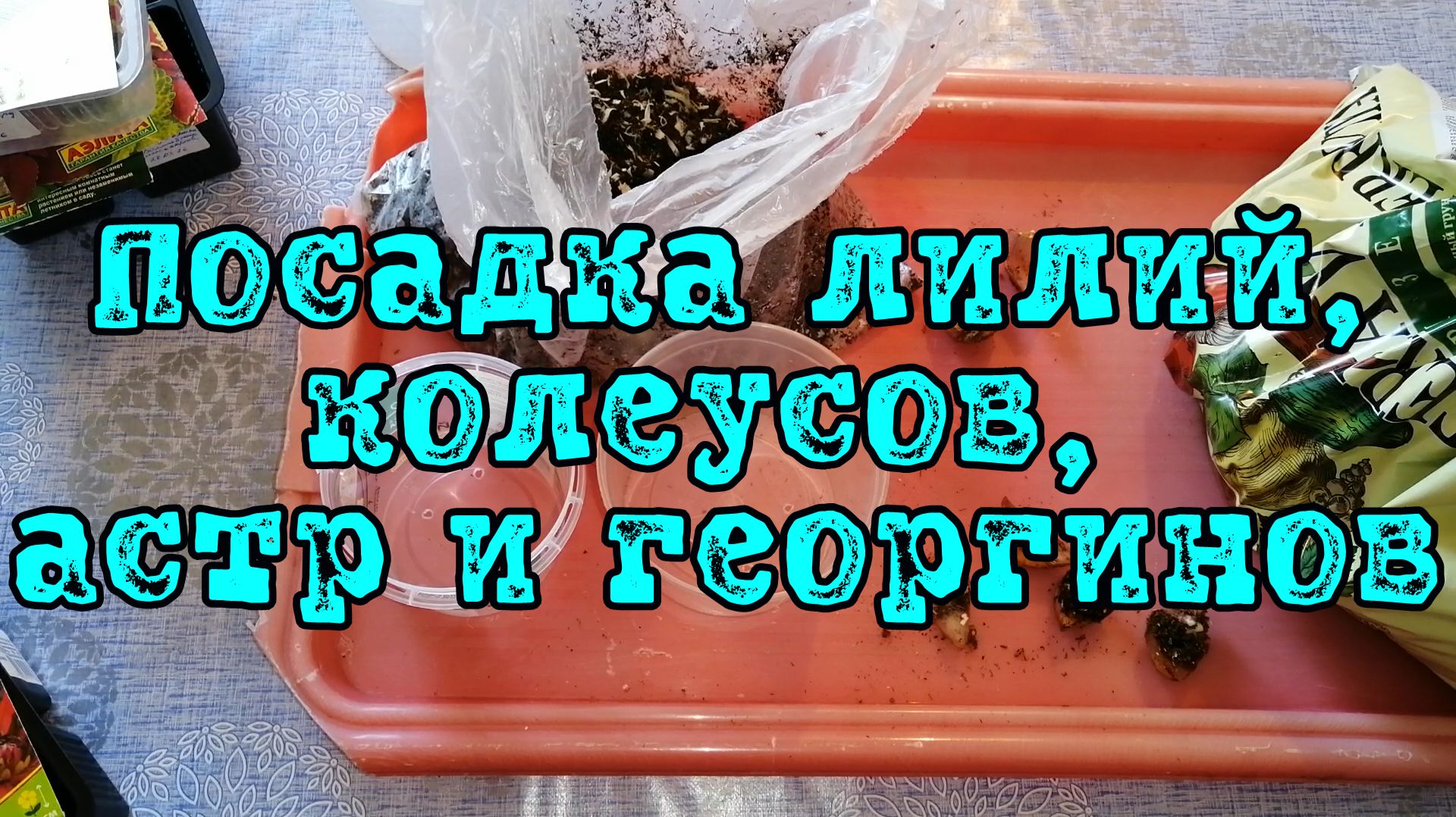 Посадка лилий, колеусов, астр и георгинов