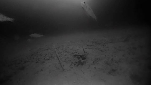 Что в пруду на глубине 4 метра?