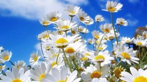 Если ищешь Христа... Ирина Терзи